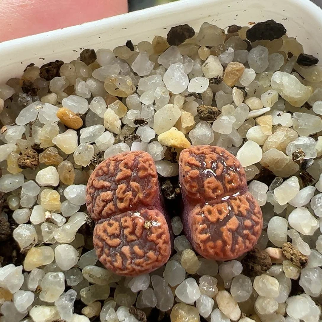 多肉植物实付9.9包邮185