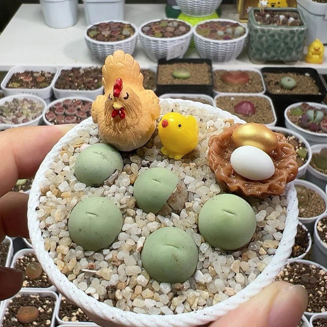 多肉植物实付满9.9包邮47