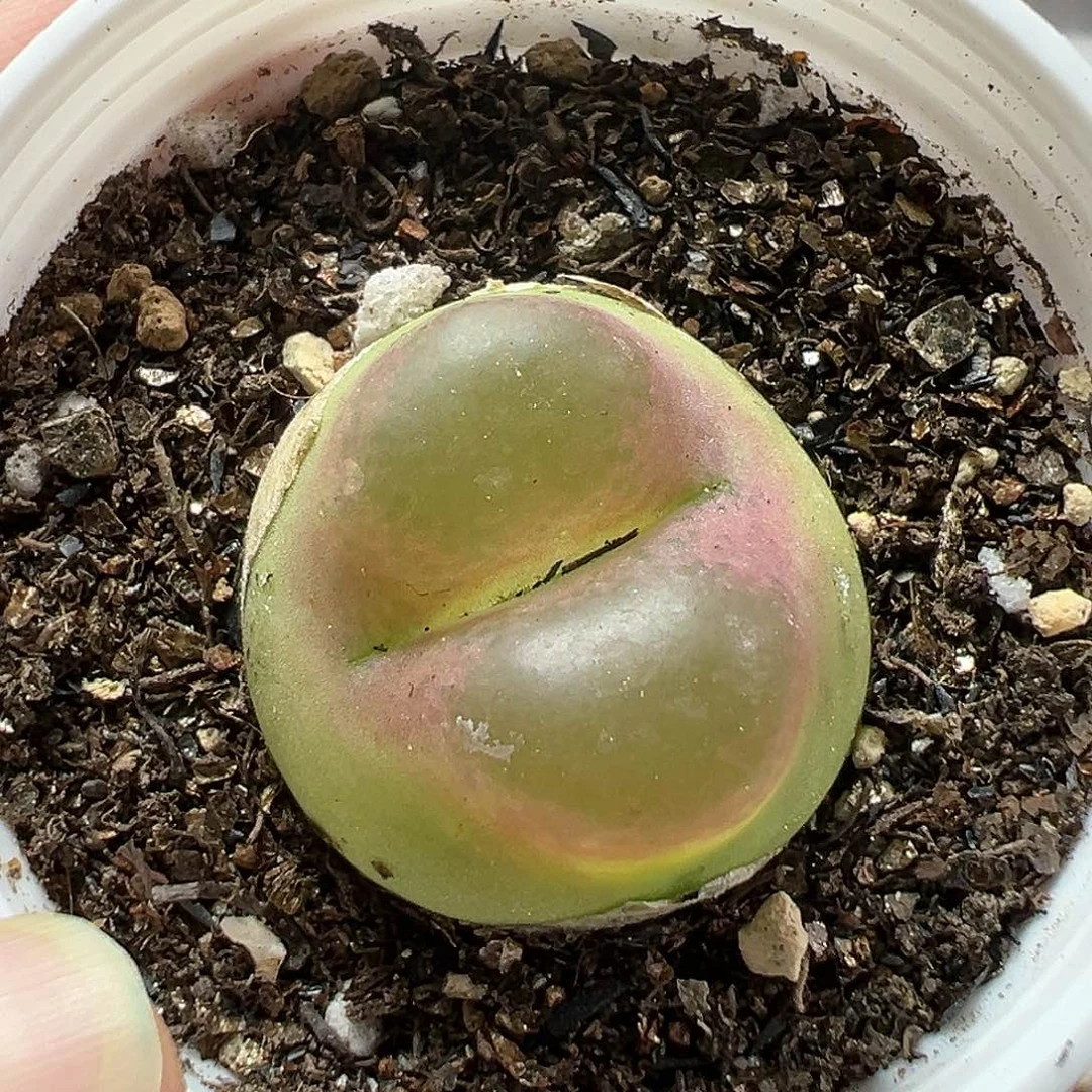 多肉植物实付满9.9包邮45