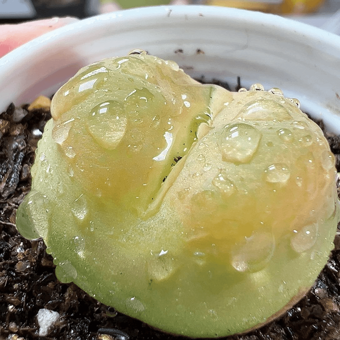 多肉植物实付满9.9包邮148
