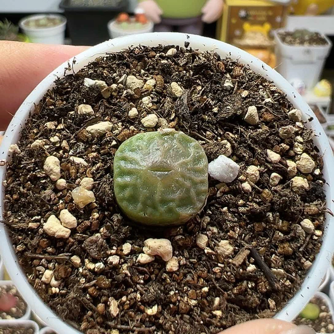 多肉植物实付满9.9包邮213