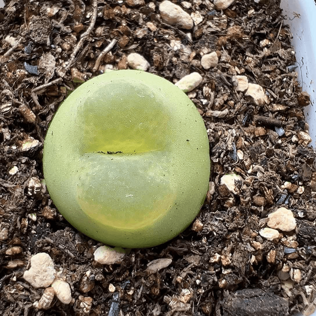 多肉植物实付满9.9包邮142