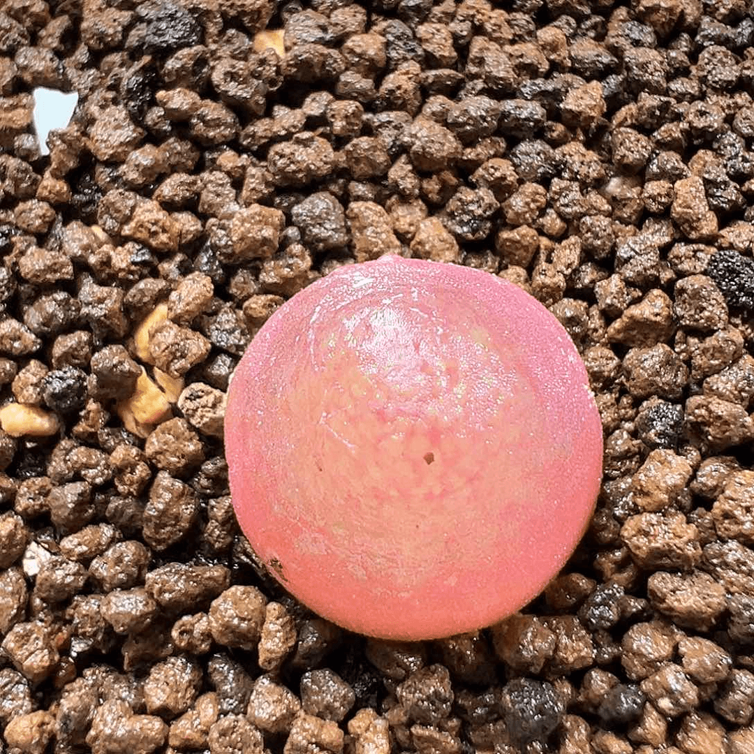 多肉植物实付满9.9包邮79