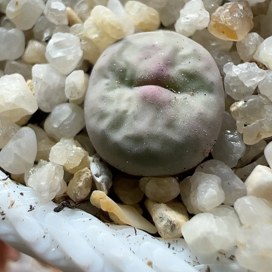 多肉植物实付满9.9包邮198