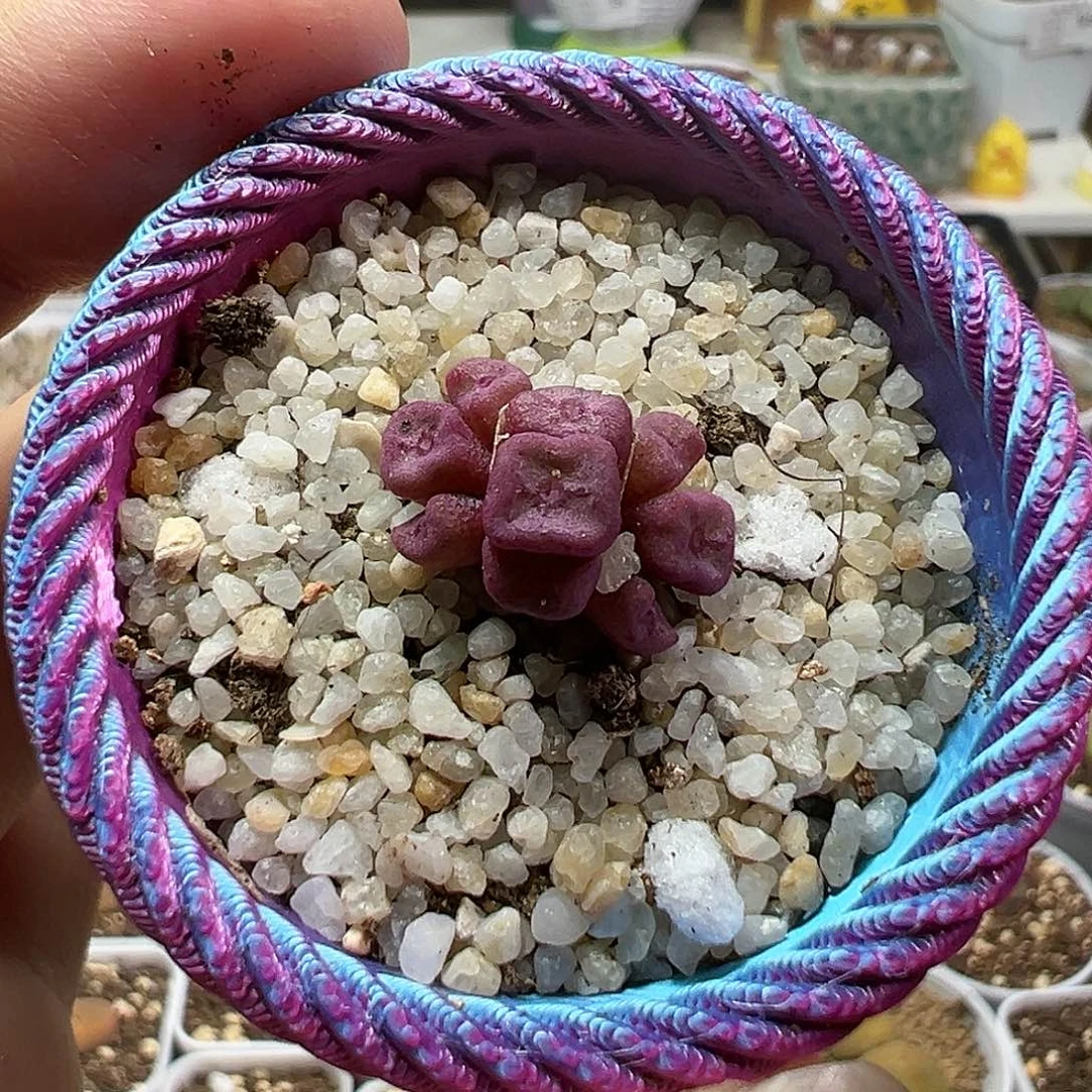 多肉植物实付满9.9包邮10