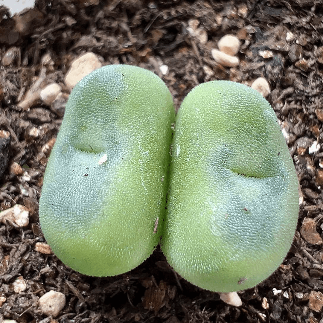 多肉植物实付满9.9包邮172