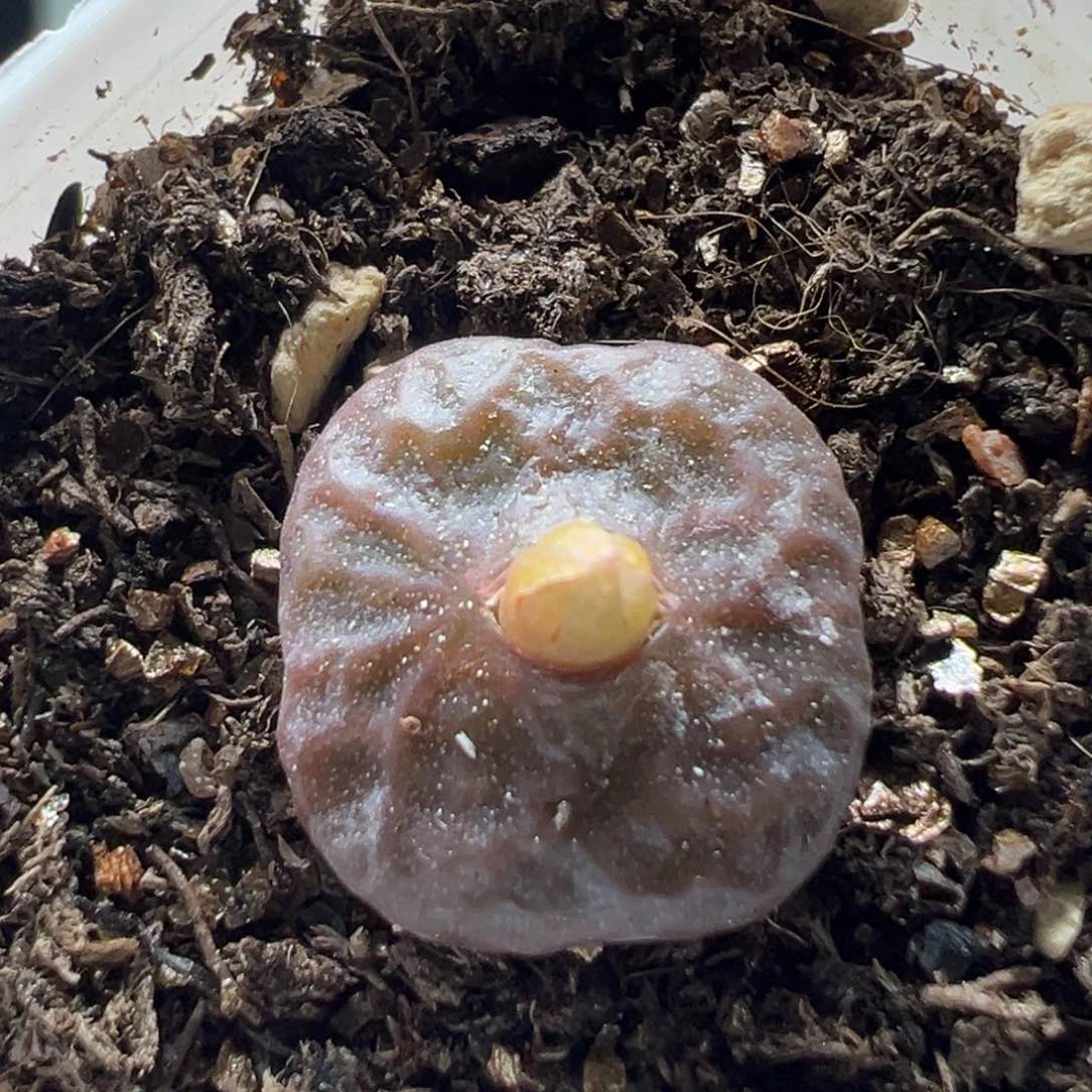 多肉137紫色烧卖1.3厘米