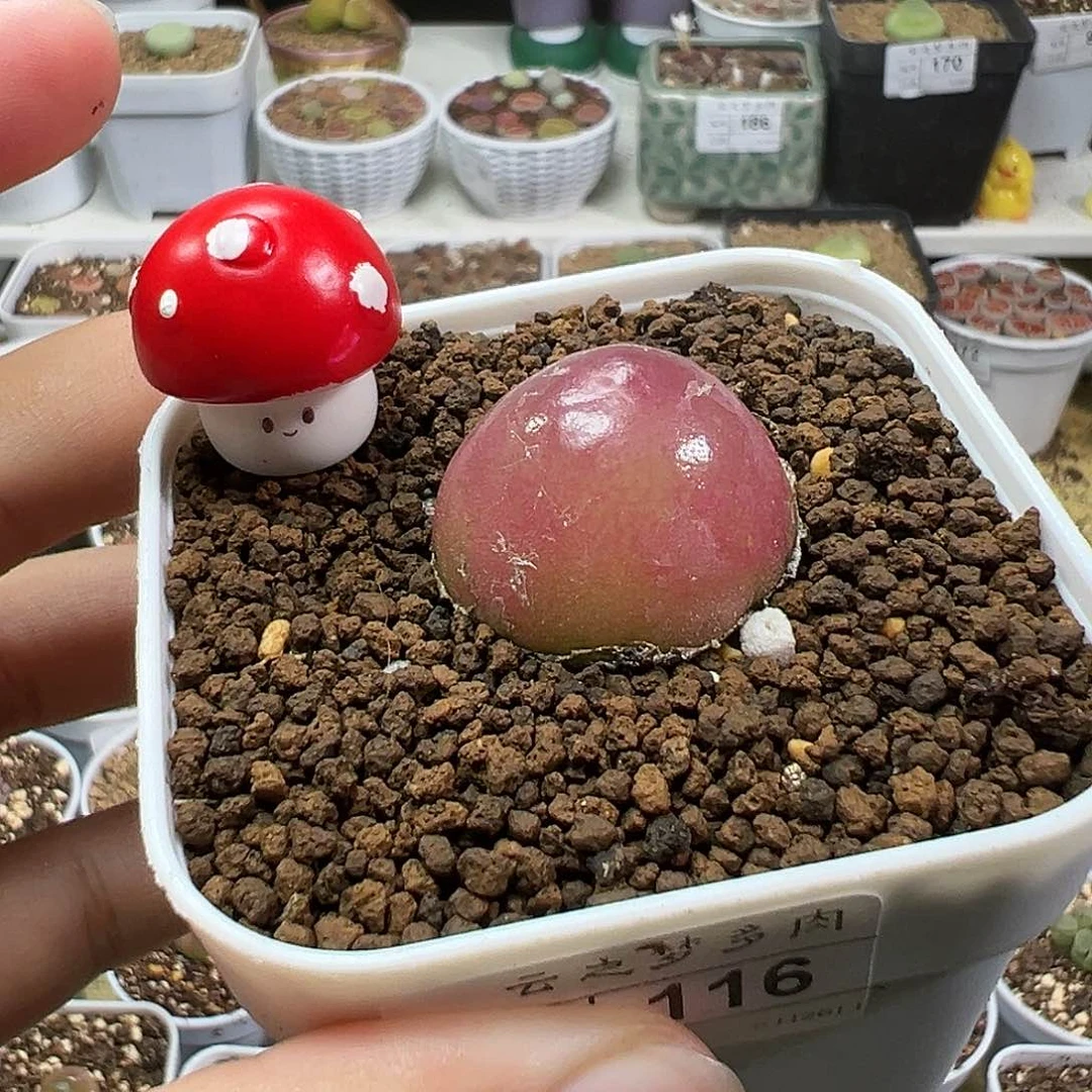 多肉植物实付满9.9包邮116