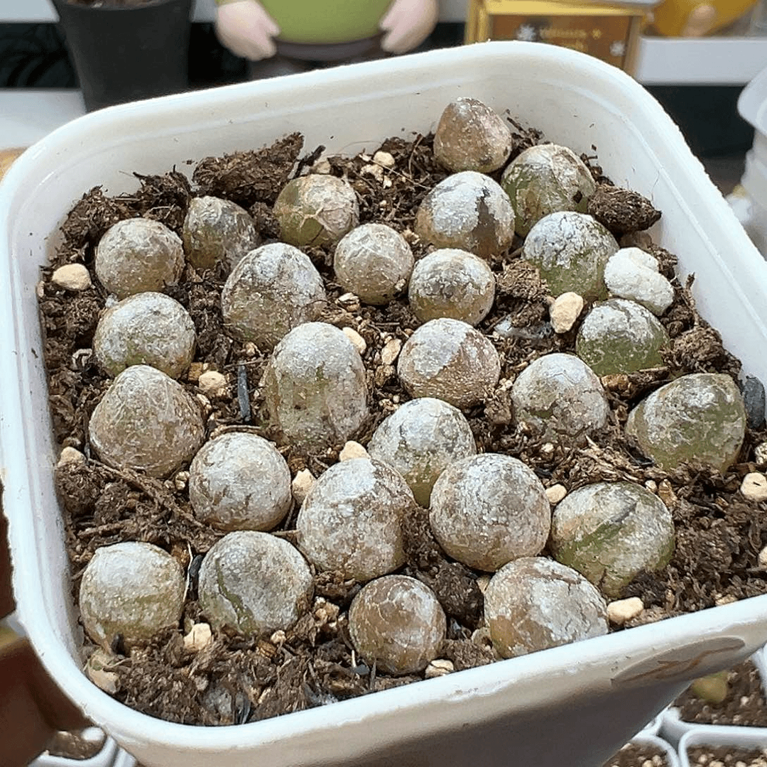 多肉植物实付满9.9包邮87