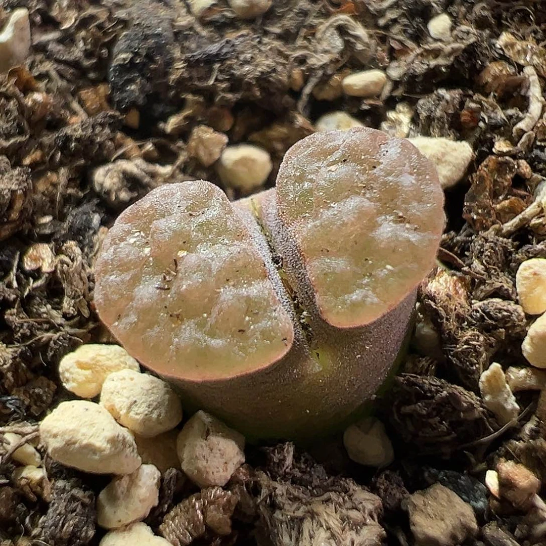 多肉植物实付满9.9包邮69