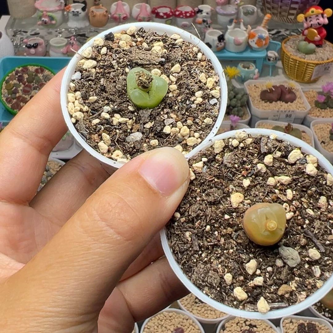 多肉植物122两个毛奔驰