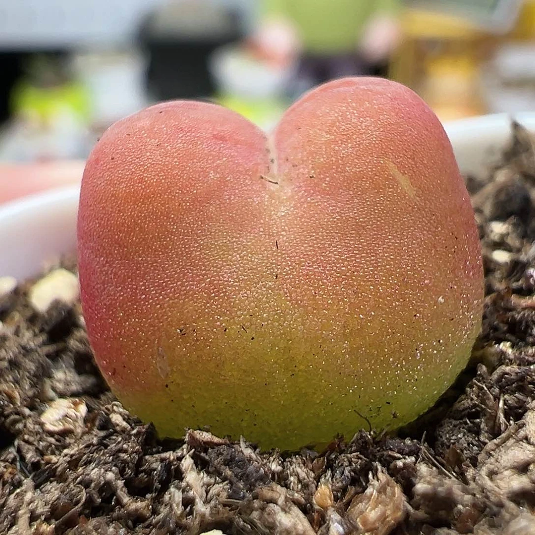 多肉植物实付满9.9包邮216水蜜桃