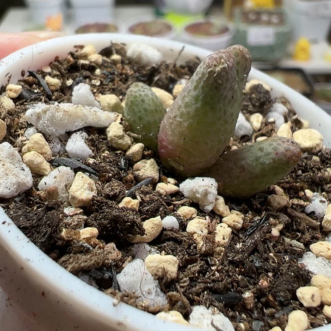 多肉植物实付满9.9包邮64
