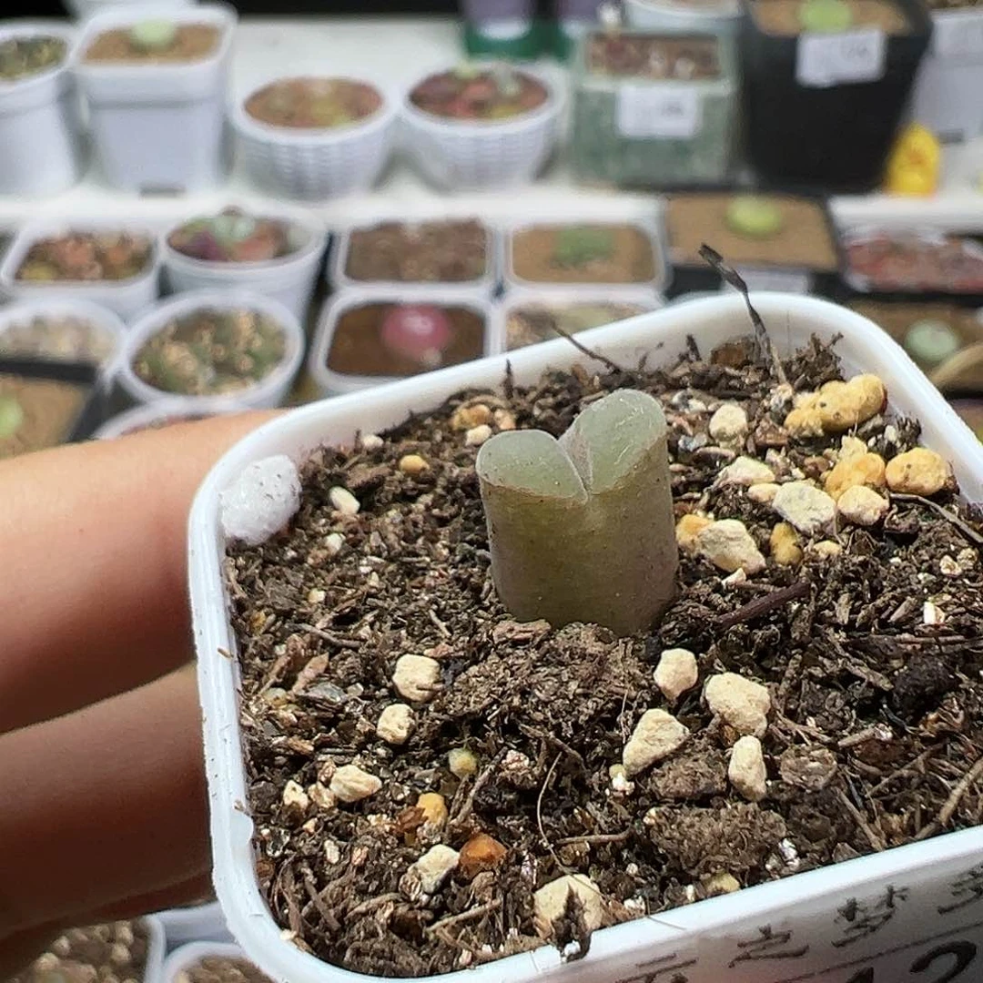 多肉植物实付满9.9包邮124