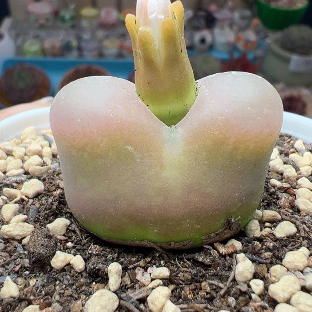 多肉植物136毛毛3厘米