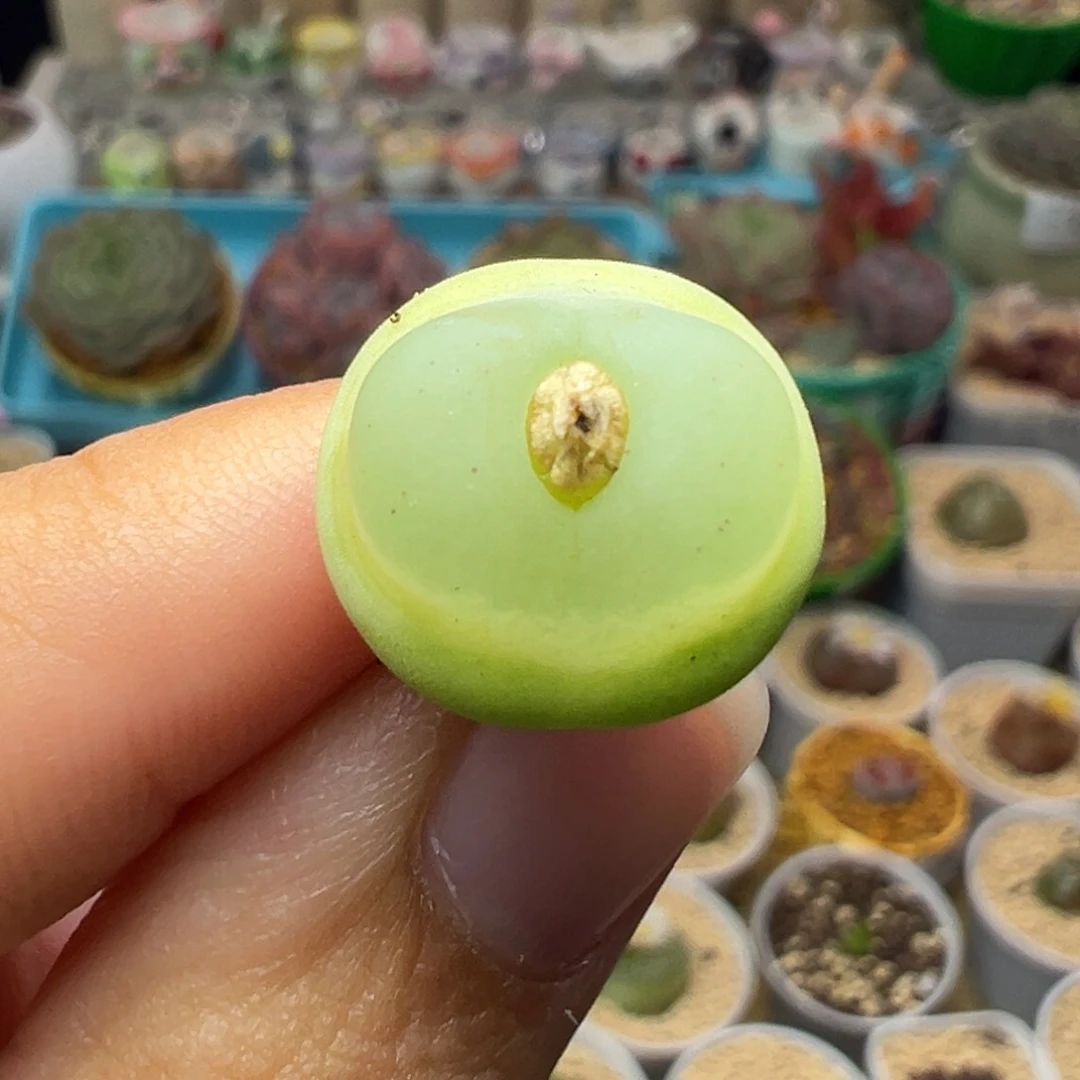 多肉植物241拉登1.5
