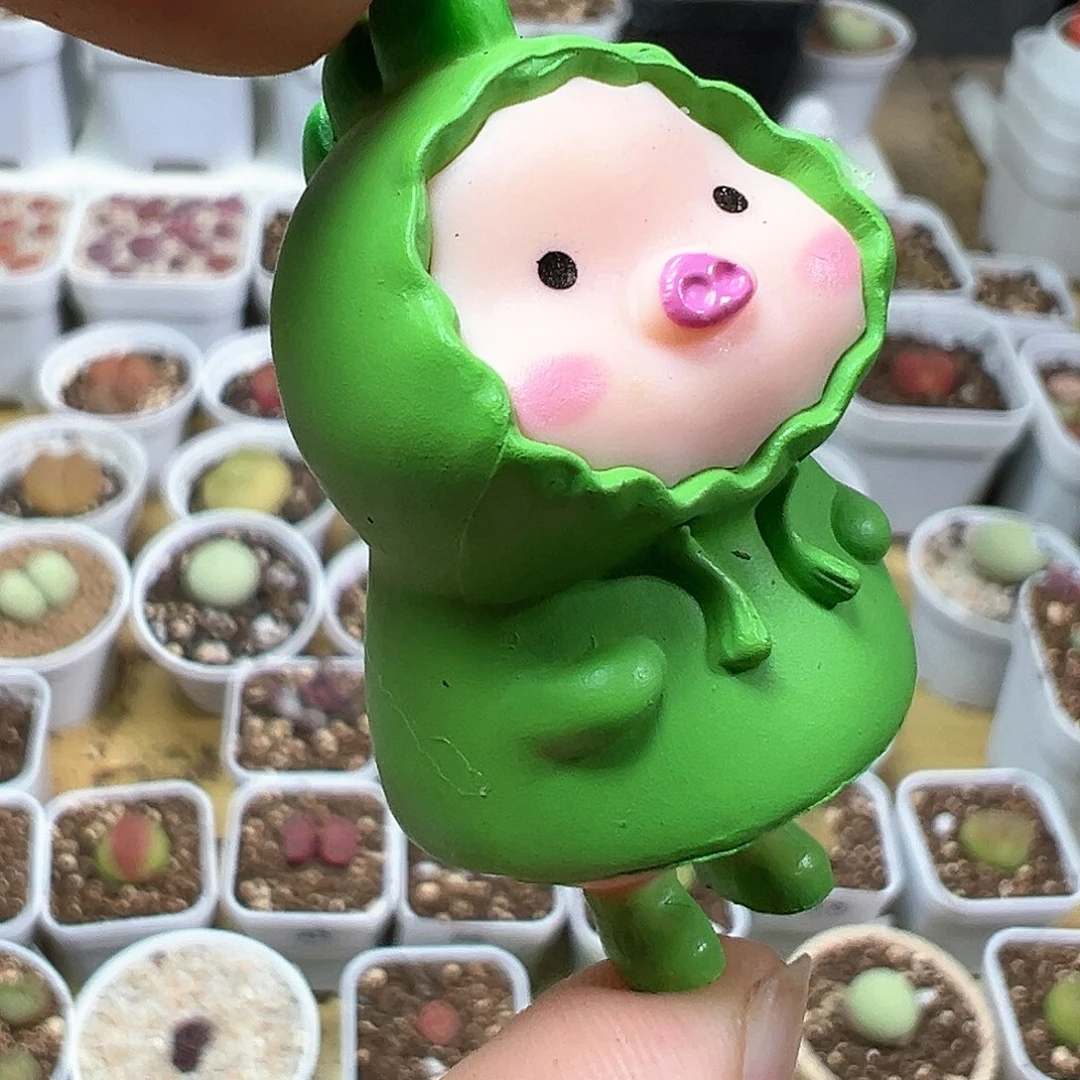 多肉植物实付满9.9包邮94压盆石