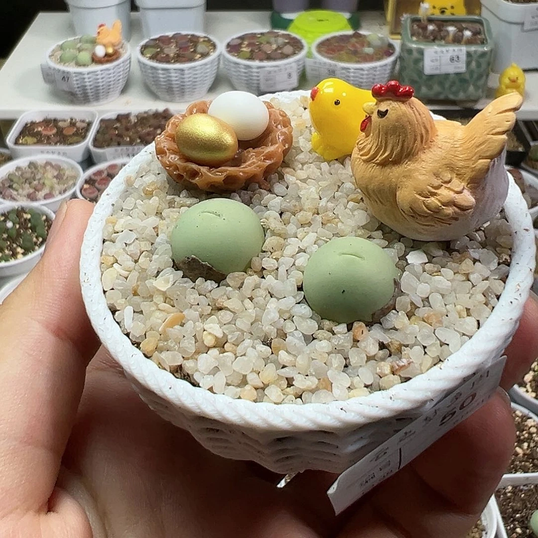 多肉植物实付满9.9包邮50