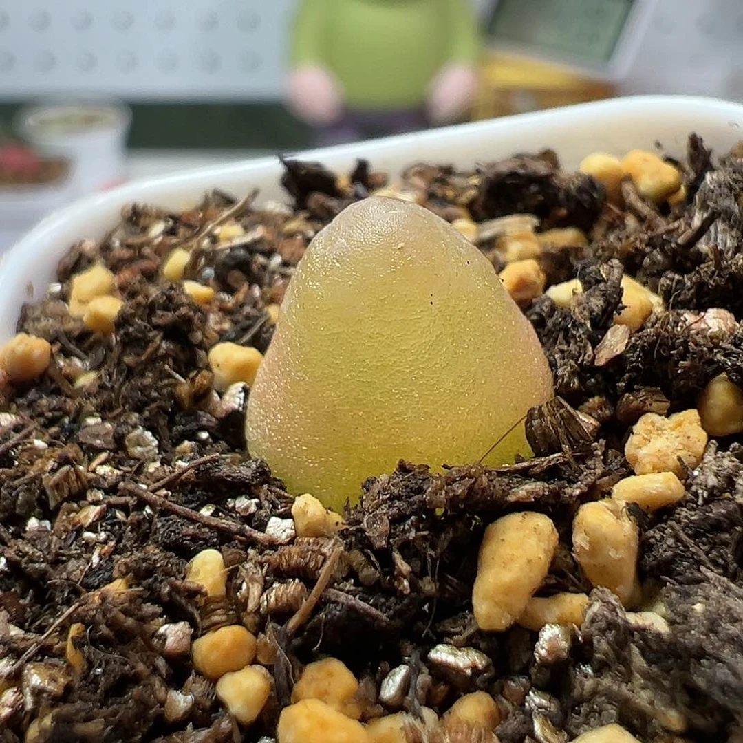 多肉植物实付满9.9包邮2