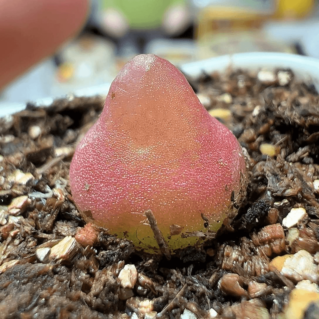 多肉植物实付满9.9包邮180
