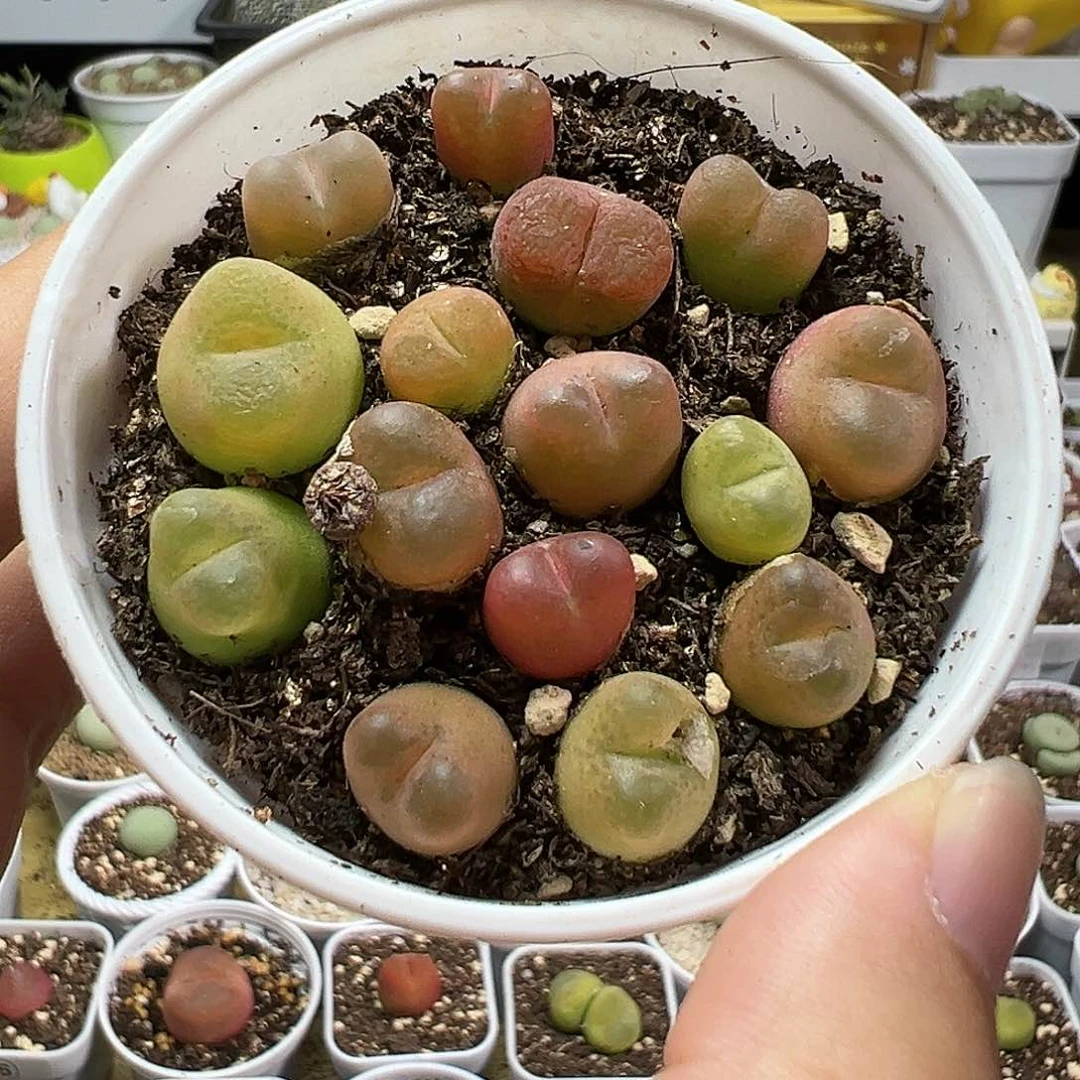 多肉植物实付满9.9包邮145