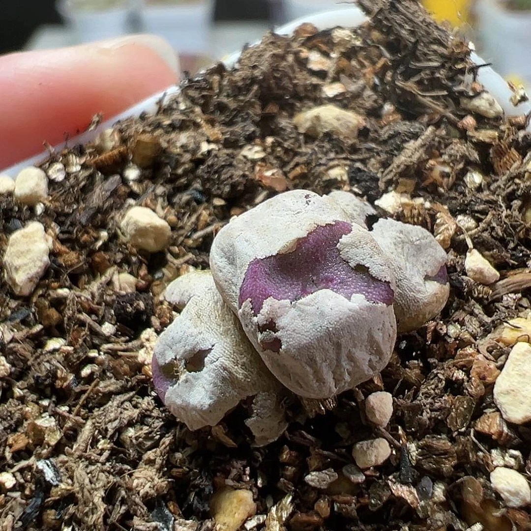 多肉植物实付满9.9包邮88
