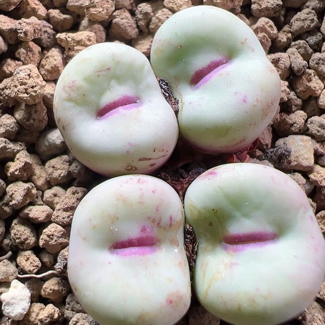 多肉植物实付满9.9包邮79