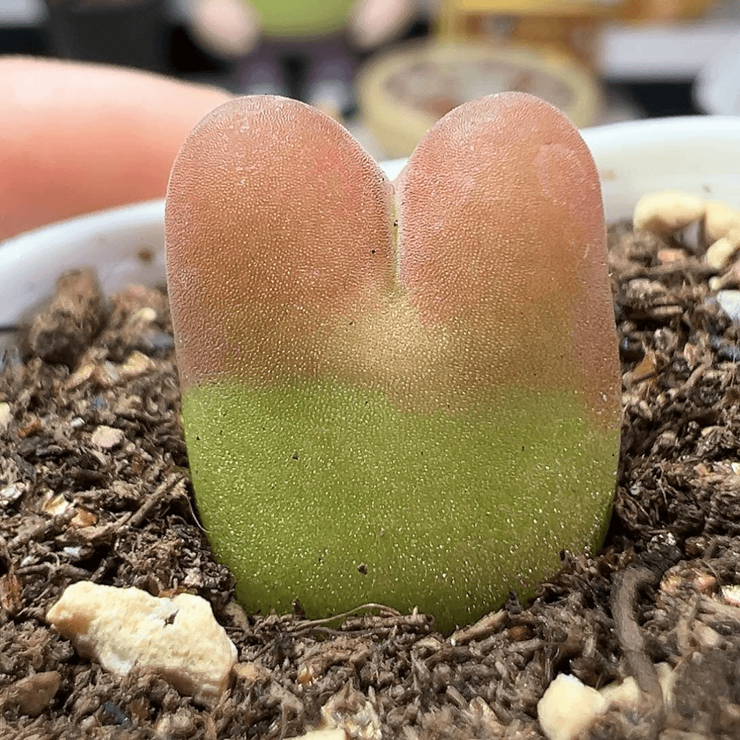 多肉植物实付满9.9包邮156