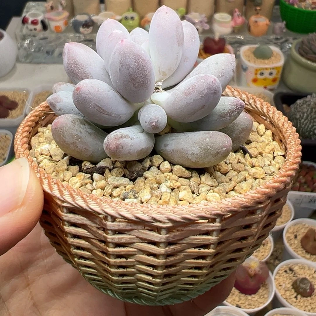 多肉植物实付满9.9包邮52