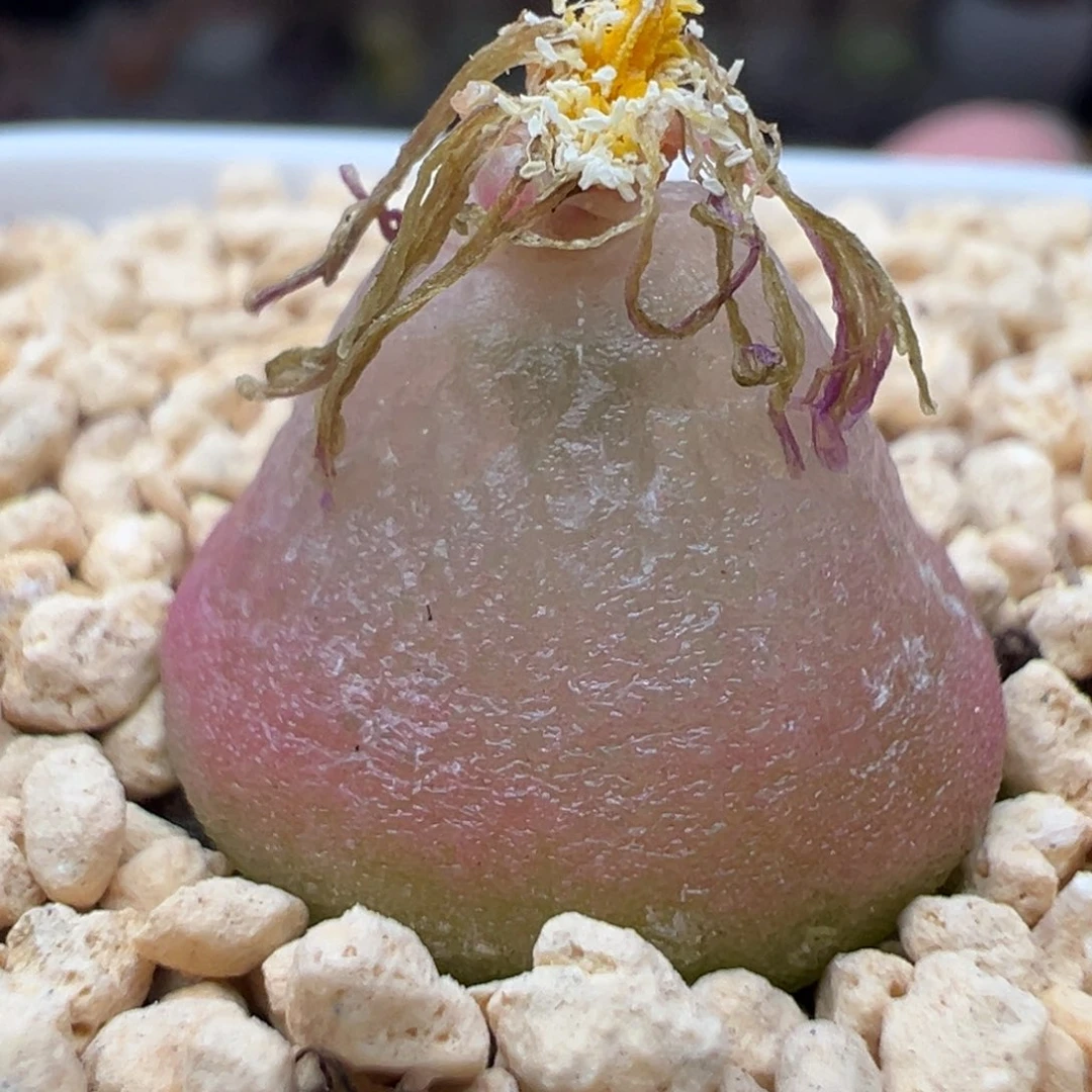 多肉105灯泡1.8厘米