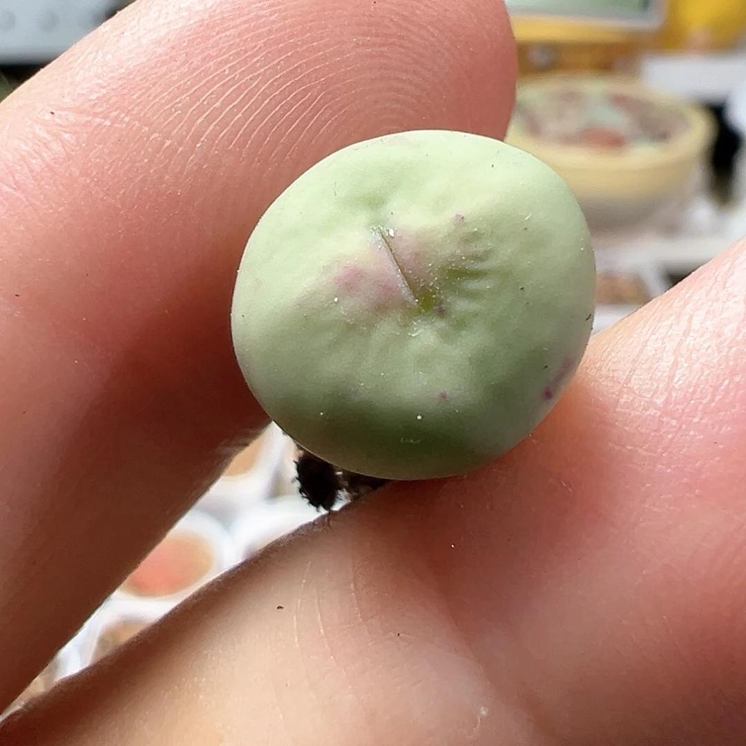 多肉植物实付满9.9包邮148