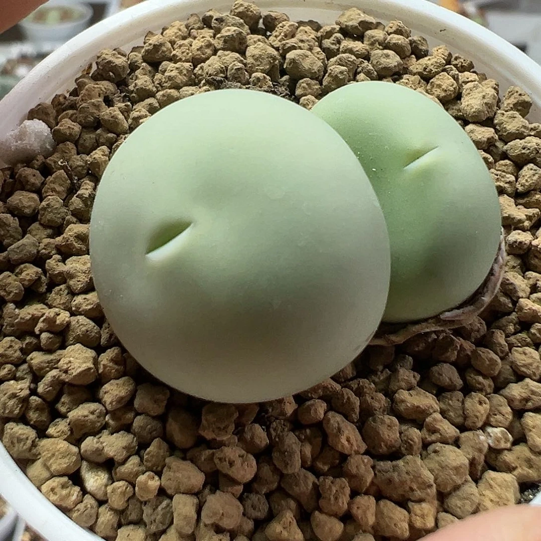 多肉植物实付满9.9包邮76