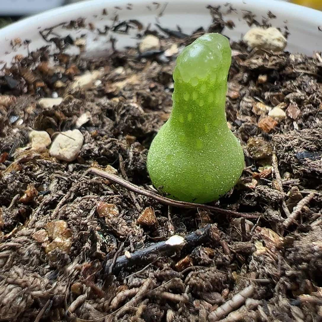 多肉植物实付满9.9包邮193