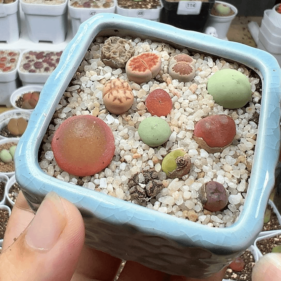 多肉植物实付满9.9包邮120带盆