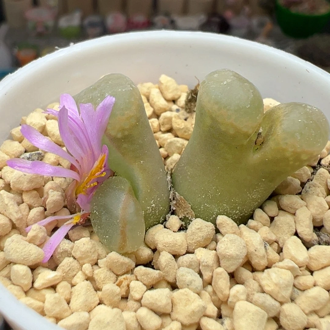 多肉植物53双头风铃缀化