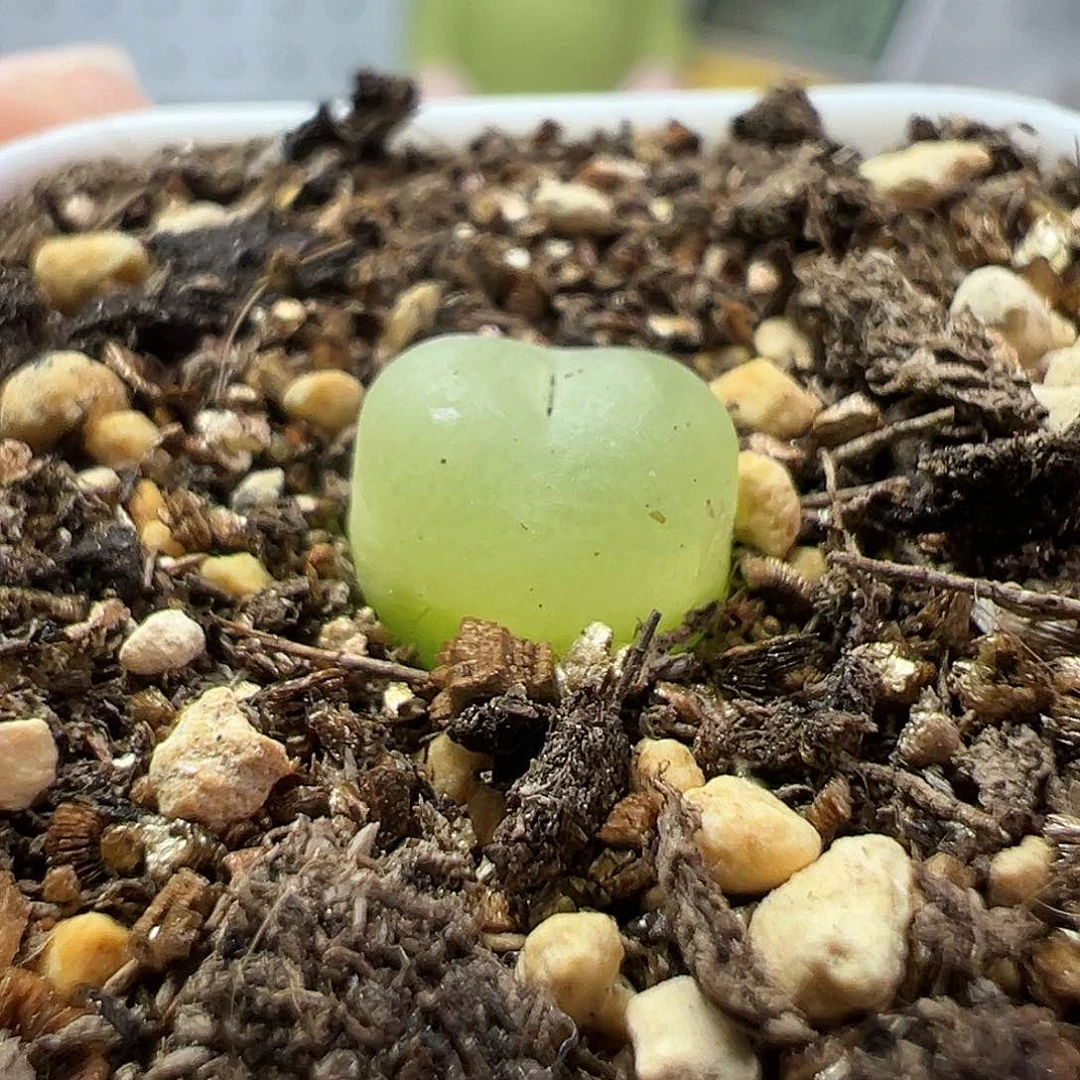 多肉植物实付满9.9包邮51拉登