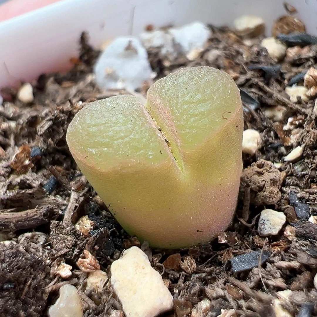 多肉植物实付满9.9包邮100