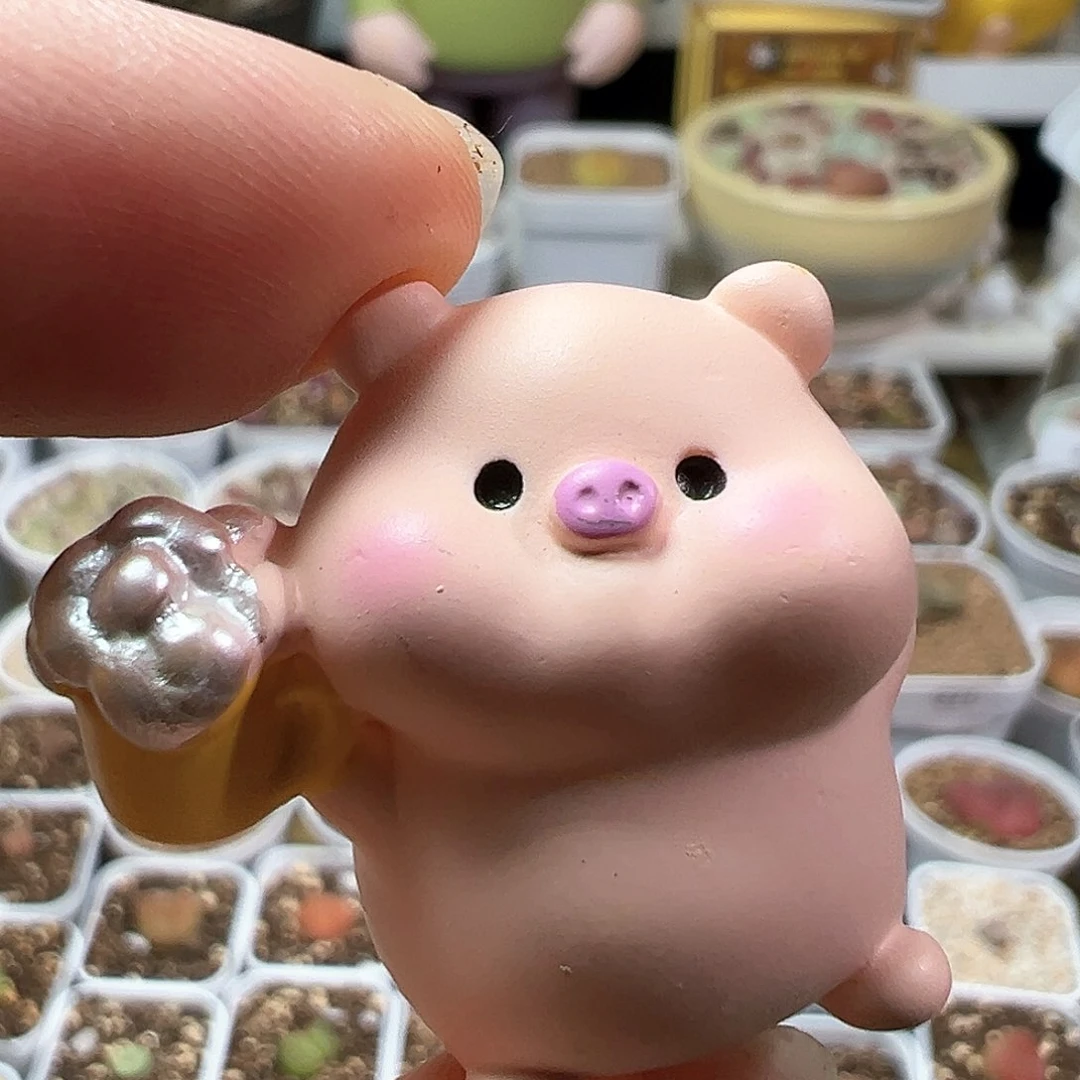 多肉植物实付满9.9包邮233压盆