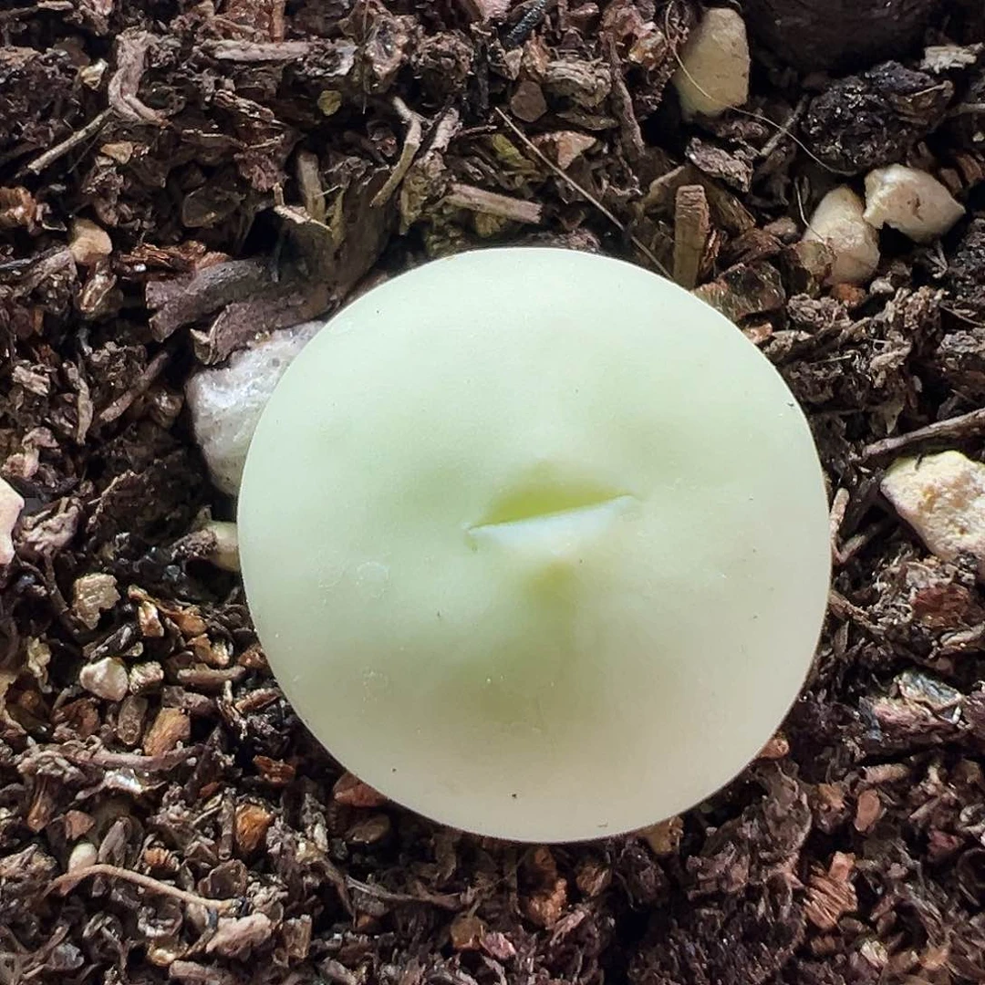 多肉植物实付满9.9包邮29