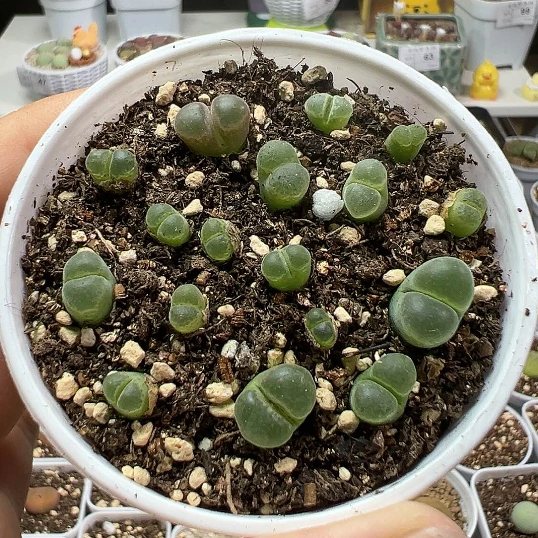 多肉植物实付满9.9包邮42极窗