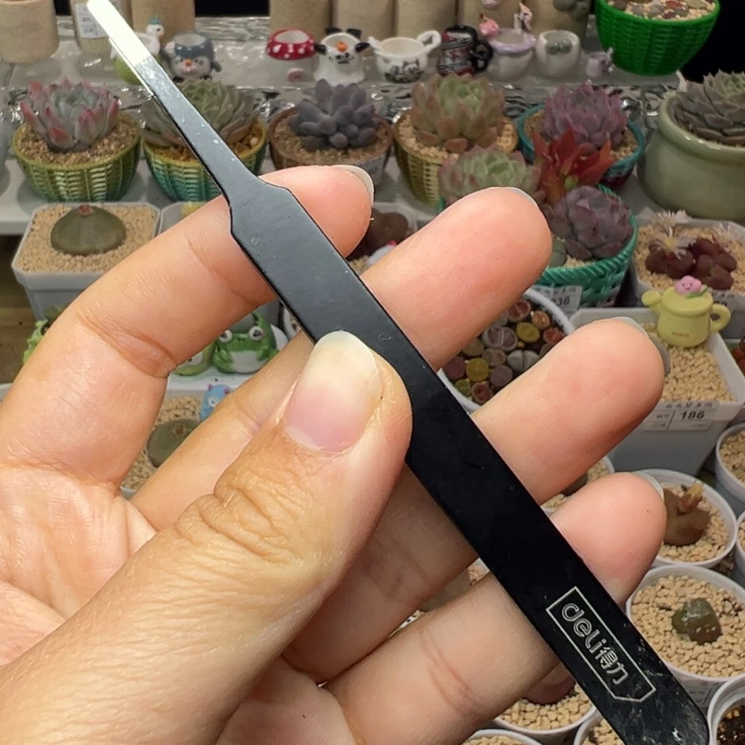 多肉植物实付满9.9包邮一把镊子