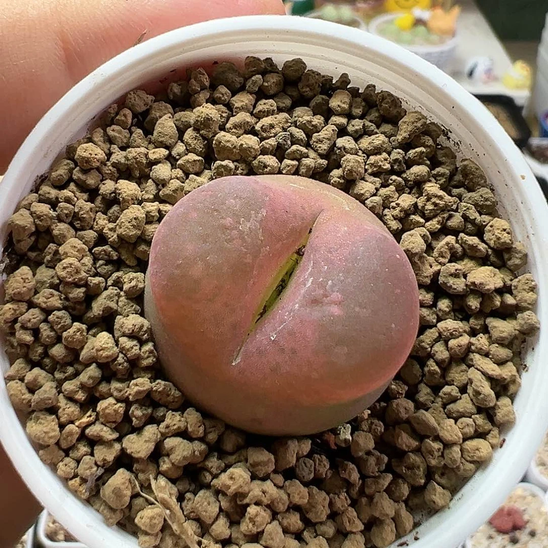 多肉植物实付满9.9包邮157