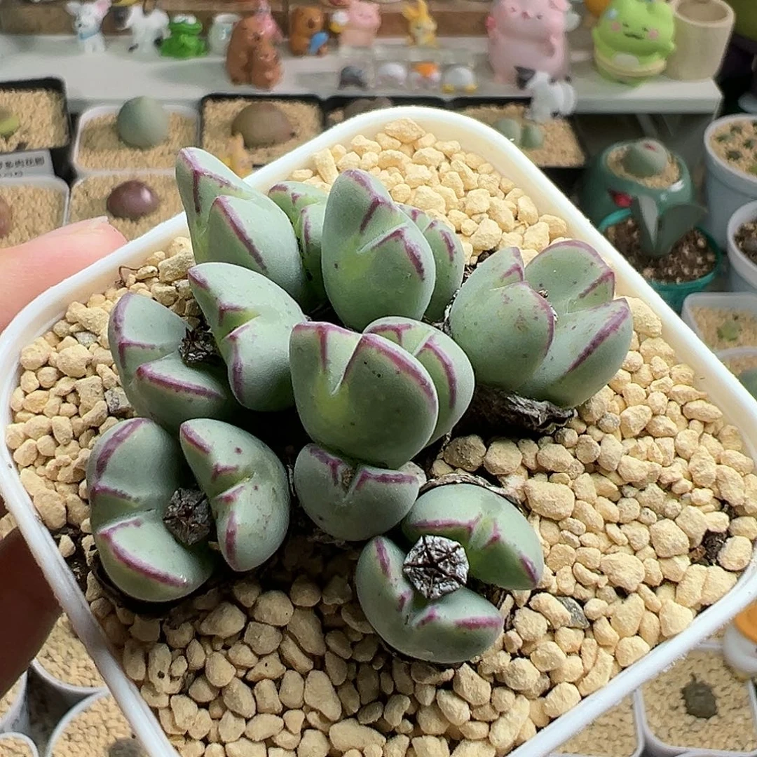 多肉植物实付满9.9包邮155