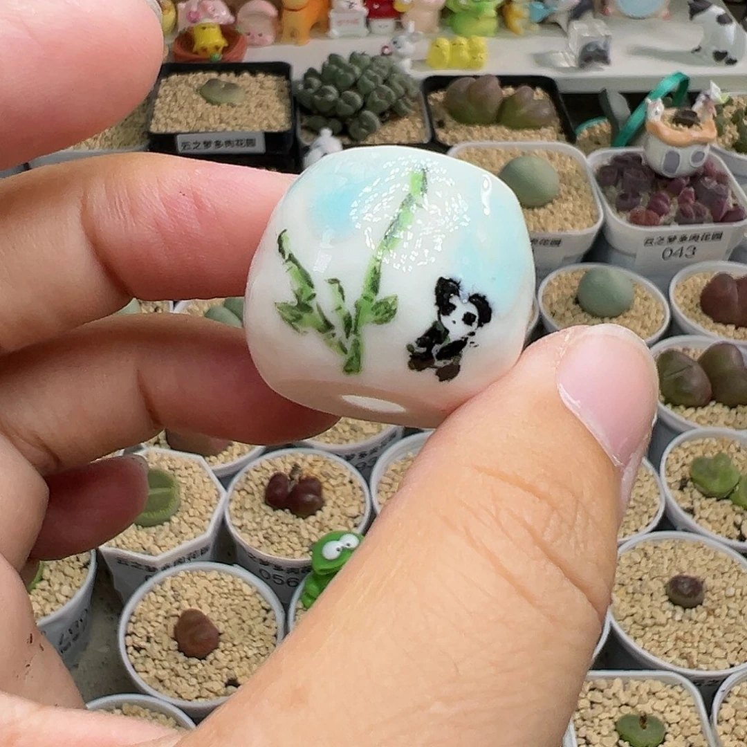 多肉植物实付满9.9包邮99