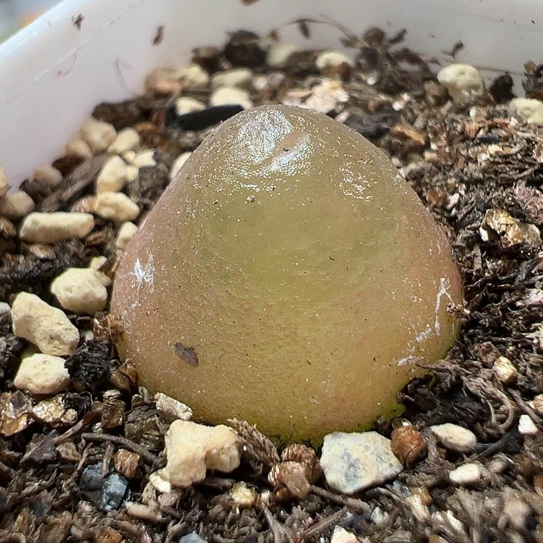 多肉植物实付满9.9包邮261