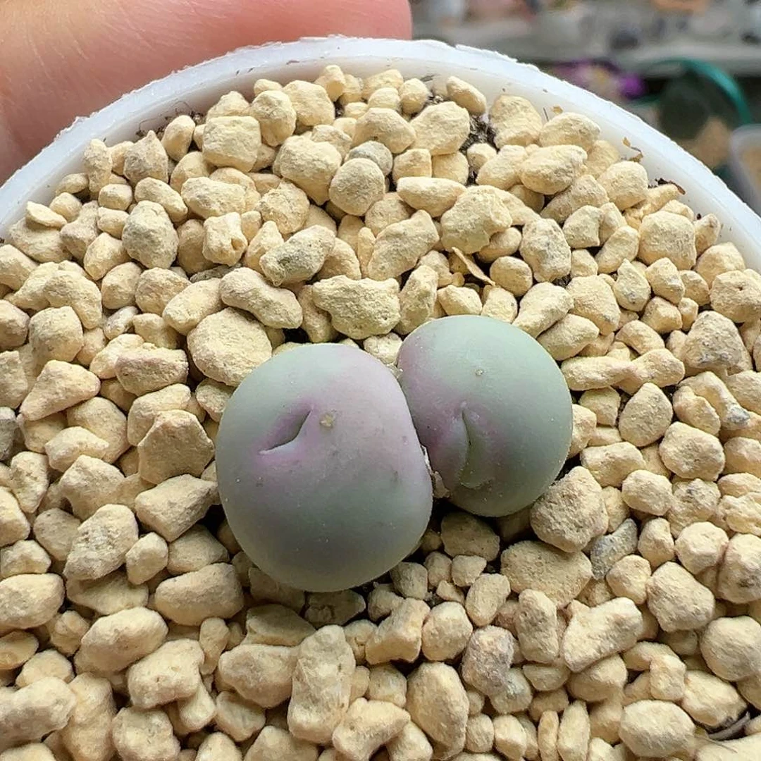 多肉354霸道总裁和他的小娇妻