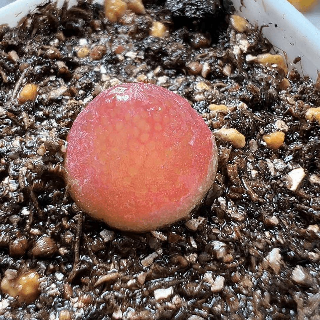 多肉植物实付满9.9包邮263