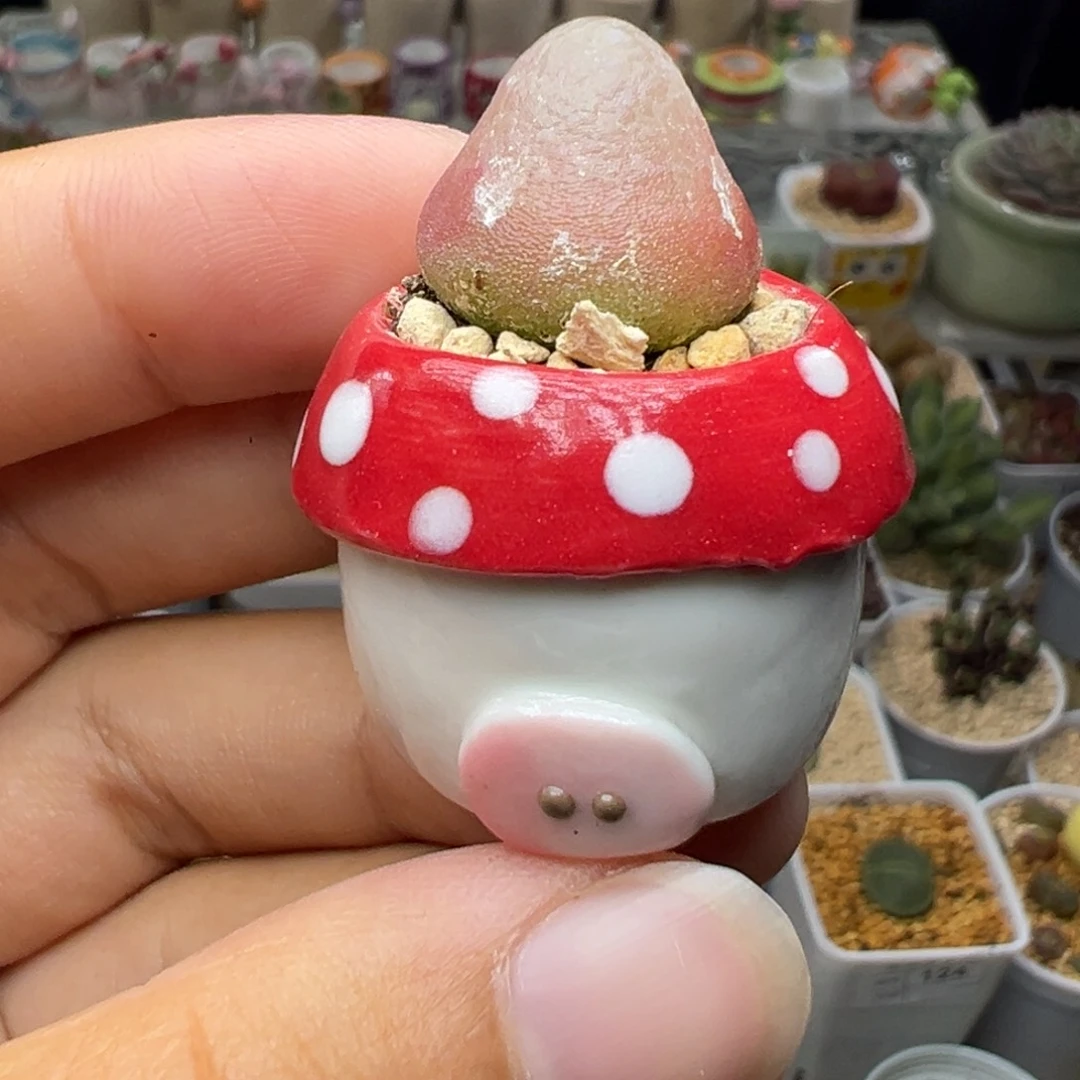 多肉植物实付满9.9包邮142