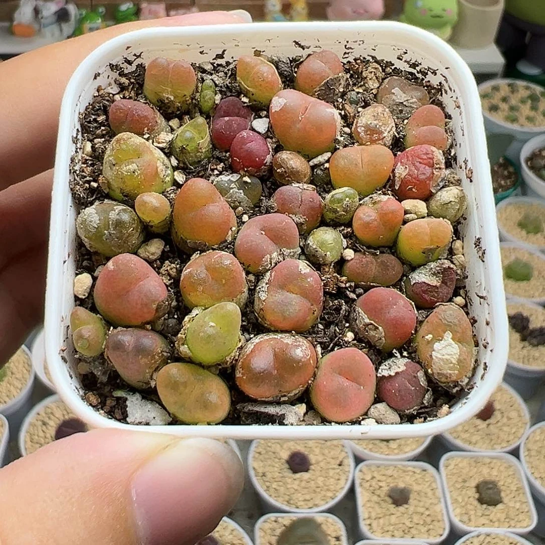 多肉植物实付满9.9包邮188水蜜桃