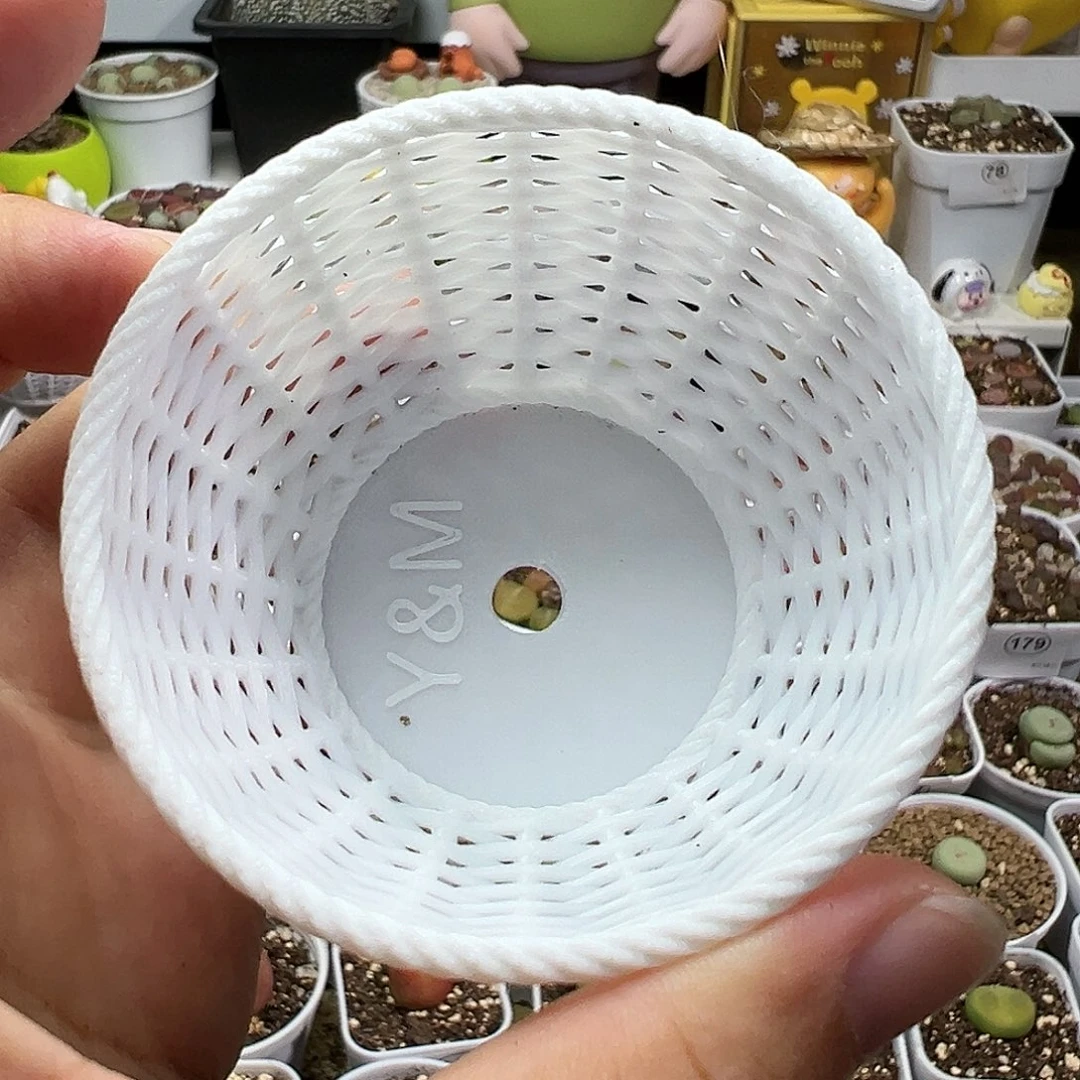 多肉植物实付满9.9包邮212